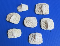 Alligator Osteoderm...