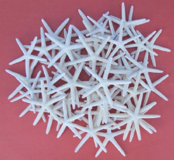 Wholesale Off white pencil starfish 2  to 2-7/8  inches - 100 pieces @ .37 each