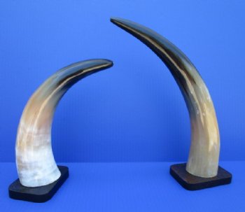 Wholesale Polished Cattle Horn, Cow Horn Sculpture Mounted on Wood Base 11 inch to 15 inch - 2 pcs @ $10.00 each