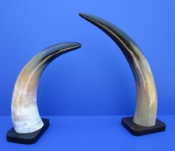 Wholesale Polished Buffalo horn on wooded base 11 inch to 15 inch - 2 pcs @ $10.00 each