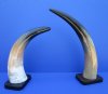 Wholesale Polished Buffalo horn on wooded base from India (Bubalus, bubalis) 11 inch to 15 inch - Packed: 2 pcs @ $10.00 each; Packed: 8 pcs @ $9.00 each (You will receive one similar to the picture)