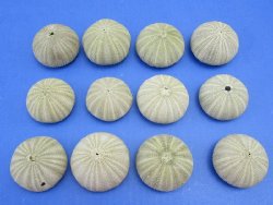 Green sea urchins, for crafts 1-5/8" to 2-1/8" - 620 pcs @ .28 each 