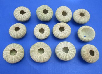 Wholesale Green Sea Urchin  1-5/8 inches to 2-1/8 inches - 12 pieces @ .35 each 