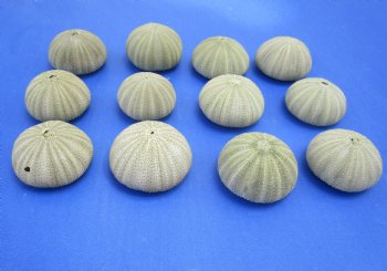 Wholesale Green Sea Urchin  1-5/8 inches to 2-1/8 inches - 12 pieces @ .35 each 