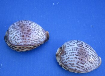 Wholesale Lord's Prayer Carved on Tiger Cowrie - 10 pcs @ $1.90 each; 60 pcs @ $1.70 each