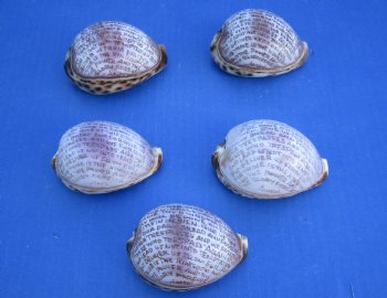 Wholesale Lord's Prayer Carved on Tiger Cowrie - 10 pcs @ $1.90 each; 60 pcs @ $1.70 each
