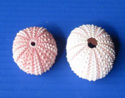 Wholesale pink sea urchins 1-1/4 inches to 1-3/4 inches - 1000 pcs @ .18 each 