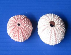 Wholesale pink sea urchins 1-1/4 inches to 1-3/4 inches - 1000 pcs @ .22 each 