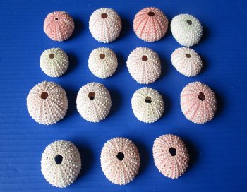 Wholesale pink sea urchins dried sea urchins - 25 pcs @ $.25 each