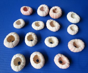 Wholesale pink sea urchins dried sea urchins - 25 pcs @ $.25 each