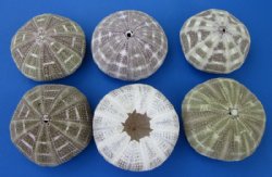 Wholesale Alfonso Sea Urchins for shell crafts and air plants  - 3"-4" - 250 pcs @ $.60 each