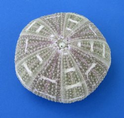 Wholesale Alfonso Sea Urchins for shell crafts and air plants  - 3"-4" - 265 pcs @ $.65 each