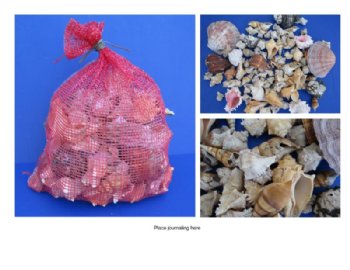 30 pounds Wholesale Mixed Garden Seashells for Landscaping - Case of 3 Ten Pound Bags @ $10.50 a bag