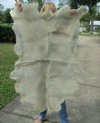 Real Goat Hide for sale (Capra aegagrus hircus) for sale 43 x 33 inches - review all photos - you are buying the goat hide pictured for $35 