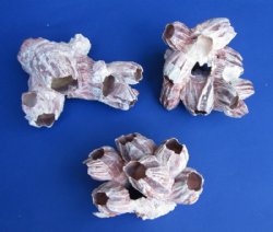 Wholesale Small purple barnacles 5" to 7" - 6 pcs @ $3.75 each