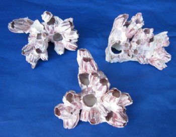 7" to 9" Purple Barnacles Wholesale, Barnacle Clusters (made from smaller pieces glued together) 2 pcs @ $7.00 each