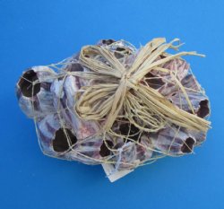7" to 10" Wholesale Purple Barnacle Clusters with  decorative raffia ribbon  and netting  - 16 pcs @ $6.00 each