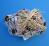 7" to 10" Purple Barnacles Wholesale, Barnacle Clusters with Raffia Ribbon and Netting (made from smaller pieces glued together) Minimum: 2 @ $6.75 each (You will receive barnacles similar to those pictured.)