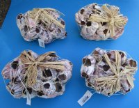 7" to 10" Wholesale Purple Barnacle Clusters with  decorative raffia ribbon and netting  (some are made from gluing smaller barnacles together)  - Case of 16 @ $6.00 each
