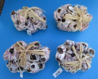 7" to 10" Purple Barnacles Wholesale, Barnacle Clusters with Raffia Ribbon and Netting (made from smaller pieces glued together) Minimum: 2 @ $6.75 each (You will receive barnacles similar to those pictured.)