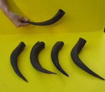 Authentic 5 piece lot of 12 to 14 inch Kudu Horns - $25