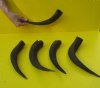 5 piece lot of 12 to 14 inch Kudu Horns - You are buying the horns pictured for $40.00 