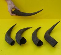 5 piece lot of 12 to 14 inch Kudu Horns - You are buying the horns pictured for $40.00 