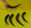 5 piece lot of 11 to 14 inch Kudu Horns - You are buying the horns pictured for $40.00