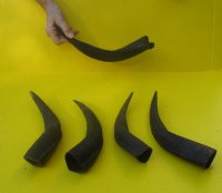 5 piece lot of 11 to 14 inch Kudu Horns - $40.00