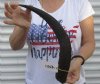 Kudu horn for sale measuring 18 inches, for making a shofar.  You are buying the horn in the photos for $20.00