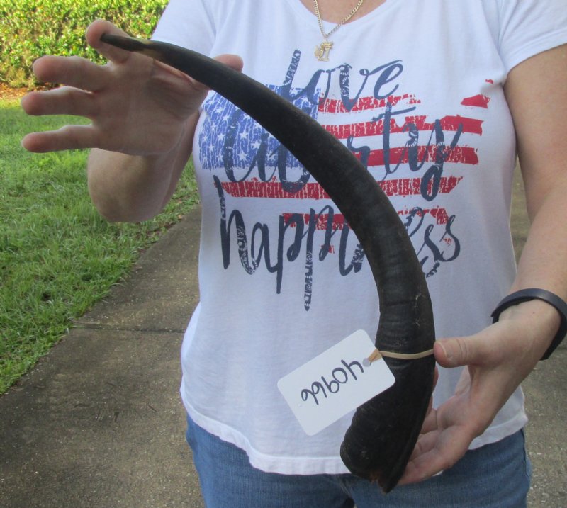 Kudu horn for sale measuring 19 inch