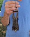 Wholesale Mummified Fruit Bats (Rousettus Leschenaultii) measuring 6 inches up to 7 inches- $39.00 each; 5 or more @ $35.00 each (You will receive one similar to the one pictured). 
