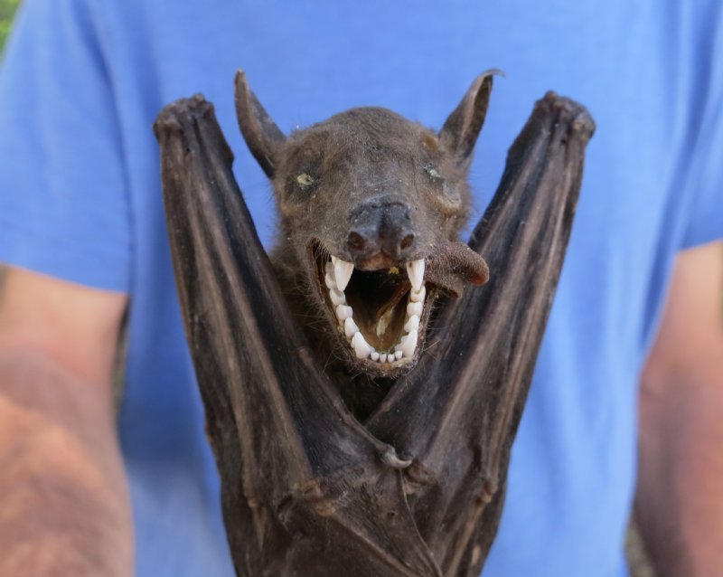 Wholesale Mummified Fruit Bats (Rousettus Leschenaultii)