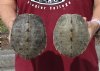 2 piece lot Empty Map Turtle Shells 6-3/4 and 6-7/8 inches - You are buying these for $17