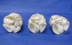 Wholesale Clear Gift Bags of White Shells for Wedding Favors and Bridal Showers filled with Assorted Seashells - Packed: 4 pcs @ $2.50 each