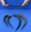 5 African Impala Horns, Impala Antlers Animal Horns 11 inches to 14 inches (You are buying the five pictured) for $25.00