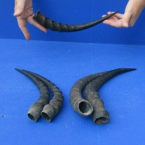 5 African Impala Horns, Impala Antlers Animal Horns