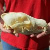 7-1/2 inches real North American coyote skull for sale (Jaws glued shut). Review all photos as you are buying this one for $30 