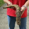 22 inch Goat Horn for sale - $20.00 - You will receive the horn in shown