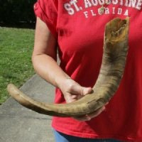 22 inch Goat Horn for sale - $20.00 - You will receive the horn in shown