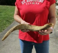 22 inch Goat Horn for sale - $20.00 