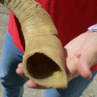 22 inch Goat Horn for sale - $20.00 