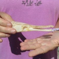One 5-1/2 x 1-3/4 inch spotted gar skull (Lepisosteus Oculatus). You are buying the skull pictured for $30.00 