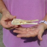 One 5 x 1-1/2 inch spotted gar skull (Lepisosteus Oculatus). You are buying the skull pictured for $30.00 