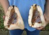 Two piece lot of King Helmet Shells 6 inch to 6-1/4 inch for seashell decor - You are buying the shells shown for $17/lot