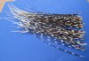 100 thin Porcupine Quills 9 to 20 inches - You are buying the quills shown for .68 each