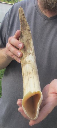 Two 8 inch Warthog Tusks, Warthog Ivory from African Warthog .70 lb for $75 (You are buying the tusks in the photo)