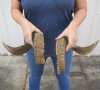 25 inch matching pair of ram sheep horns for sale. You are buying the pair of sheep horns pictured for $45.00