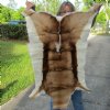 Springbok Skin Rug 44 inches long by 27 inches wide. You are buying the skin shown for $55