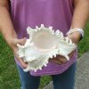 9 inch Murex Ramosus, giant murex shell (You are buying the shell pictured) for $20